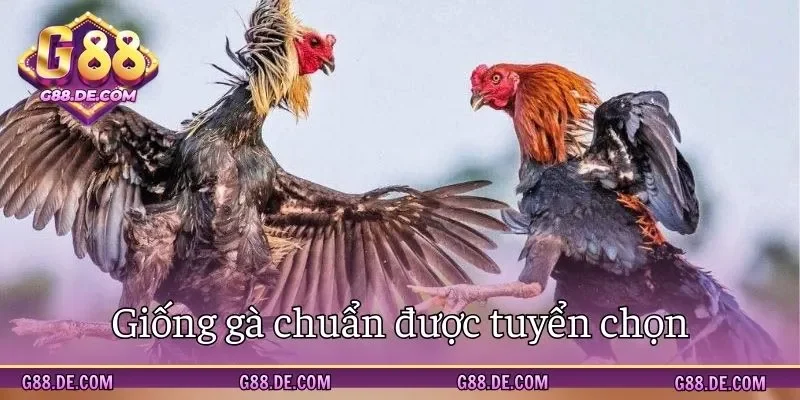 Giống vật nuôi được lựa chọn thi đấu