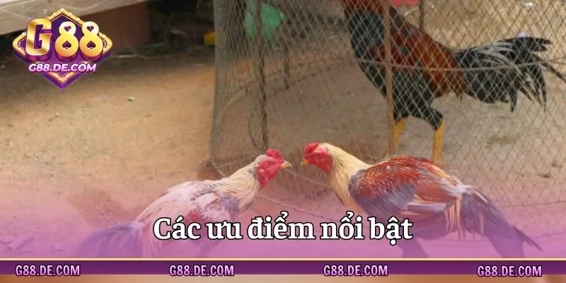 Một số ưu điểm của sảnh